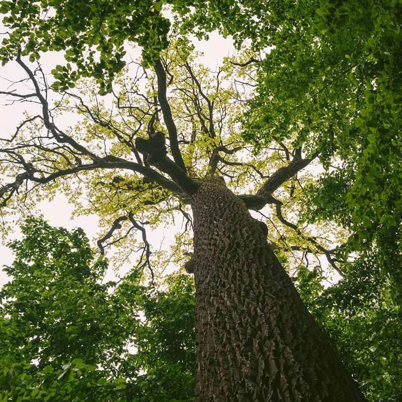 Focus 360 energy can help you evaluate the condition of trees,